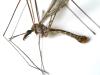 Tipula confusa